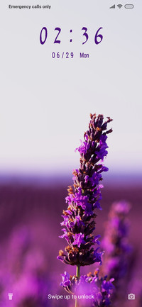 Lavender flower_3MDP