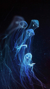 Magical jellyfish