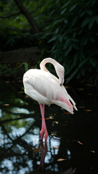 Flamingos originally have white feathers