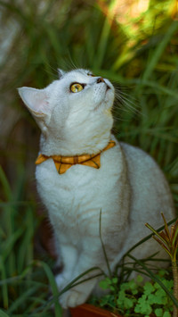 The cats gaze