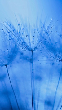 dandelion