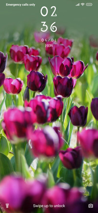 Tulips_3MDS