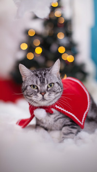 How to distinguish between meijian and civet cat