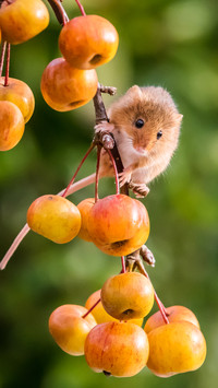 Harvesting rats in the fields for food