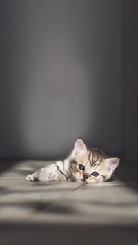 Gray striped kitten lying on a light floor in the sun