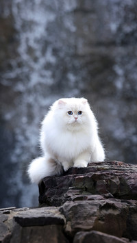 Why dont cats make any sound when they walk