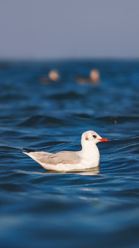 A seagull enjoying the water