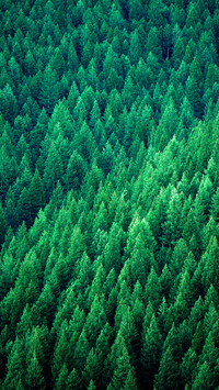 Eye-friendly forest wallpapers