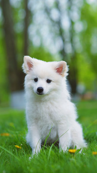 Spitz for a Walk in the Park in Sunny Weather