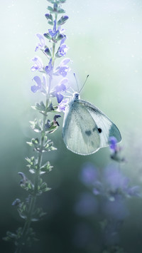 Butterfly garden