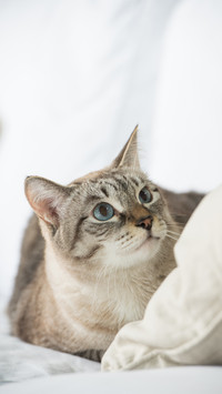 Cute tiger spotted cat 69