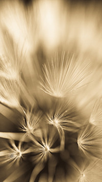 dandelion