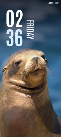 Seal in Sea