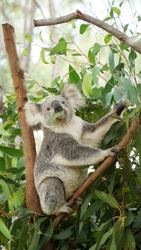 Top 10 laziest animals in the world 41