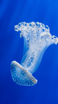 Jellyfish swimming in the sea