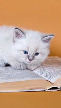 Cats Cold Knowledge 74