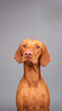 A vizla dog with a grey background