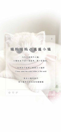 喵呜喵呜的酱酱小猫