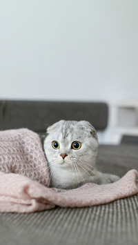 Scottish Fold Cat Lying Under Pink Blanket