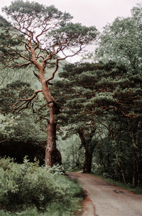 Scotland