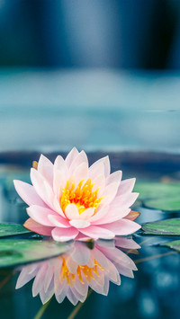 Blooming Flowers