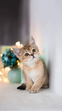 A cute kitten cat scottish straight, lop-eared fluffy