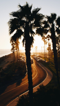 Tropical (7)
