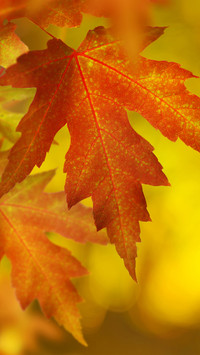 Autumn style