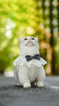 Cats etiquette code