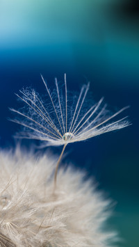 The Effect of Dandelion 0
