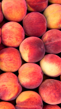 fruit
