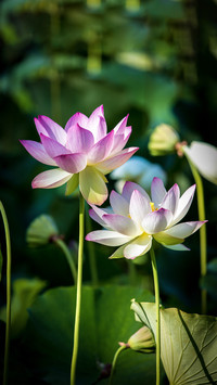 Flowers with extremely high ornamental value 95