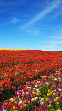 Magnificent flower fields