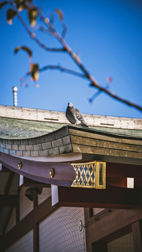 韵味古建筑-拍信图库