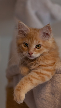 Why cant a cat cut its beard by 30