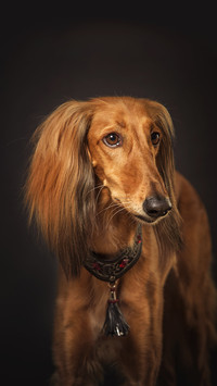 Brown persian hound