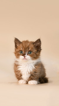 Nice cute adorable brown chocolate munchkin kitten