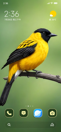 Bird Feathers