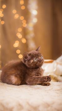 luck cat-PAIXIN