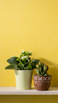 Why are flowers prone to withering at home