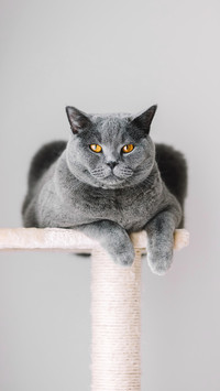 猫咪冷知识