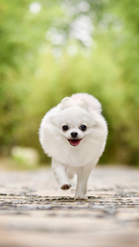 博美犬怎么训练