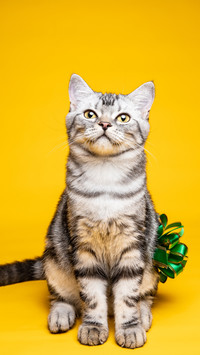 猫记仇的表现有哪些