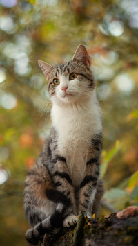 挑选猫咪的秘诀
