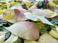 Autumn leaves