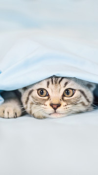 你被猫咪安慰过吗