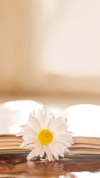 Flower on the book in front of the window in the morning