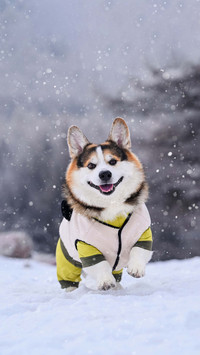 Do dogs fear the cold