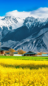 The rape flowers in runa village bomi