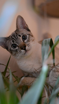 猫咪的常见问题